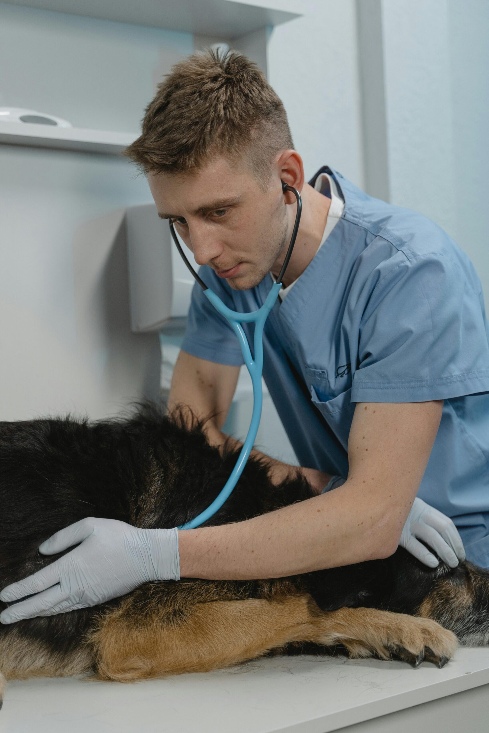 Come trovare un veterinario a domicilio